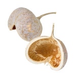 대지 농원 드라이 플라워 내츄럴 베이지 약 L7~12 cm 부다 너트 DO085700-032 2개들이 : epice-kyoto