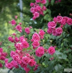 사계넝쿨장미 엘름숀 6치포트묘 개화주 줄장미 장미꽃묘목 유럽장미 : 가든아울렛