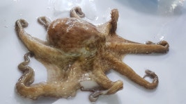 청정지역 전라남도 완도에서 자라난 돌문어입니다. 1kg, 1개 : 목포뻘낙지 신안수산