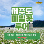 [부산출발] 제주도 석조패턴 메밀꽃투어 3박4일 패키지여행 스마일여행사 : 스마일여행사