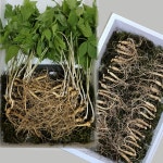 국내산 강원도 산삼 농장 신선한 산양삼 5년근 6년근 장뇌산삼 40뿌리 겨울철 감기 독감 : 삼순이의 산양산삼이야기