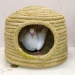 산란통 새 앵무새 알통 부화장 알둥지 닭집 새모이 닭산란통 새둥지 오리 : 몽데마르