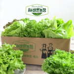 올바른농장 무농약 유러피안 샐러드 꾸러미 채소 1kg (3종 랜덤배송) : 정진에프피씨 All바른농장