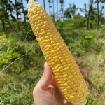 제주 초당옥수수 고당도 아삭하고 달콤한 제주도 애월 농장 옥수수 : 현선농장