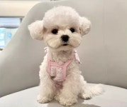 레이스 리본 민소매 반려견 나시 여름용 소형견 중형견 강아지 옷 : 옷입는댕