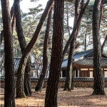 소나무 하늘 자연 숲 파인 트리 pine tree 동양 사군자 민화 민속 파르텔 벽지 시트지 롤스크린 : 으뜸데코