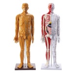 한의원 마네킹 경혈모델 인체 경락 교육 전신 연습 제품 모형 인형 1. 85cm 남성용 (구리) : 우리상생컴퍼니