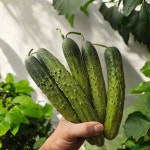 조선오이 다다기오이 상주오이 피클용 1kg 2kg 5kg : 철이청과