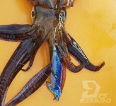 데스페라도 에기스타 EX TR 팁런 3호 25g : 포항낚시프라자