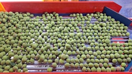 (예약구매) 2025 옥가네 농장 직영 매실 5kg 10kg : 옥가네단감