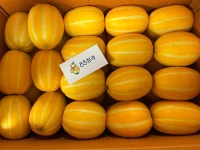 성주참외 31~40과(로얄과) 10kg 한박스 : 성주참외 88청과