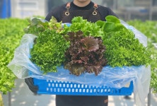 유러피언 상추(샐러드 쌈 랲 햄버거용) 1kg (주문 즉시 수확 및 산지 직송, 낱개포장) : 신선광채