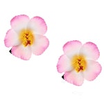 해변 파티를 위한 러브 스위티 2pc 하와이안 플루메리아 헤어 클립 갈상 플라워 바렛 (핑크) : MJSHOP011
