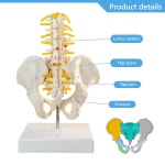 메디트레이너 남성 골반 모델 연구 및 교육 실습을 위한 5개의 요추와 신경을 가진 : 에스와이식스