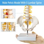 메디트레이너 남성 골반 모델 연구 및 교육 실습을 위한 5개의 요추와 신경을 가진 : 에스와이식스
