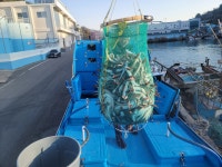 국내산 산 꼼장어 양념 먹 붕장어 바다 장어구이 밀키트 캠핑 택배 : 3수산