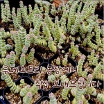 [포도밭]  루페스트리 / 다육 / 고급다육 /  수입다육 /  인테리어다육 /  플랜테리어 : 포도밭
