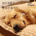 대형견 침대 방석 반려견 동물병원 쿠션 매트 타원 블루 : 남해직구판장