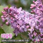라일락나무 개화주 1.2m 조형 스탠다드 보라 : 충청농원