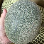 황금빛 과육 달콤한 프리미엄 하미과메론 고당도 멜론 2통!! 4kg내외!! : 큰골농부