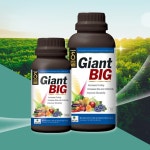 자이언트빅 1리터 : THE 풍년