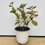 분홍 오데마리332 - 노지월동 오대마리 목수국 : 샬롬꽃농원