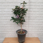 서향동백나무688 : 샬롬꽃농원