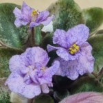 미니바이올렛 아가일삭스 소품 바이올렛 : 미소꽃농원