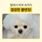 바이랩 스킨 밸런스 버블 강아지 샴푸 바로거품 저자극 펫 목욕 샴푸 320ml, 2개 : BYLAB