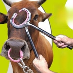 소 코뚜레 목장 코걸이 워낭 걸기 송아지 농장 농촌 : 킴스마켓스토어