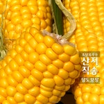 당도보장 초당옥수수농장 강원도제주해남강릉하동 초당옥수수특품사이즈 생초당옥수수 전자레인지 : 최고당 제철산지직송