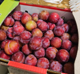 장가네 청수농장 홍로센자두 햇자두 산지직송 5kg 제철과일 농장직거래 : 장가네 청수농장