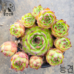 [풀멍상점] 묵은둥이 능견  바위솔 /  노지.월동 야생/ 선별발송 분채배송/ 방수라벨 이름표포함.  농장직접 배송 : 풀멍상점