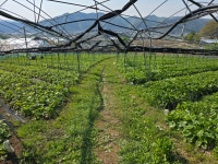 강원도 유기농 곰취 나물 산나물 제철 쌈 채소 농장직송 : 산들자연