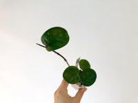 [동일상품] 호야 클린턴 : 하루한그루