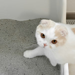 펫바이블 더스트락 프리미엄 고양이모래 벤토나이트 먼지없는 와이오밍 모레 6kg, 1개 : PET BIBLE