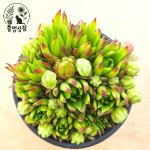 [풀멍상점]  페루 바위솔 /  노지.월동 야생/ 선별발송 분채배송/ 방수라벨 이름표포함.  농장직접 배송 : 풀멍상점