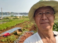 햇 자색감자 : 완도 신지면 용현이네 민박