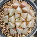 [수암다육] 루비스타 랜덤발송 Haworthia retusa Ruby star 다육 다육이 다육식물 반려식물 국민다육 584 : 수암다육농장