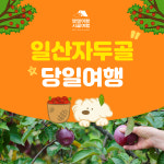 [댕댕이랑시골여행] 여름여행! 의성군 일산자두골 자두따기체험 : 플라이투게더