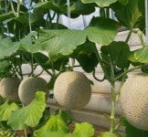 [형주네 멜론농장]산지직송★고창멜론-프리미엄 고당도 제철 꿀멜론 16Brix, 8kg, 3개 : 형주네멜론농장