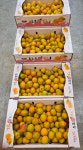 햇살구 노지 새콤달콤 프리미엄 하코트 만금 플럼코트 자두 2kg 에스더블유몰 : 에스더블유쇼핑
