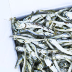 (주)서해 주바멸치 1.5kg 안주멸치 국물멸치 국산 : 주식회사 서해체인스토아