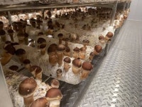 송학마을 참송이 버섯 : 이야기가 있는 농장