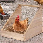 닭 둥지 산란통 조립식 나무 상자 닭장 알 벽걸이 집 : 더 우글