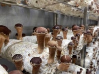 송학마을 참송이 버섯 : 이야기가 있는 농장