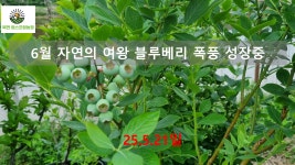 26년 햇블루베리 국내산 무농약 청정지역 블루베리 생블루베리 생과일 : 북면팜스프링농장