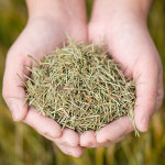 국산 솔잎 말린것 소나무잎 100% 효능 약재 약초 200g : 한가람건강원