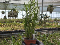 석곡(죽도석곡 1개) : 꽃밭에서 난원