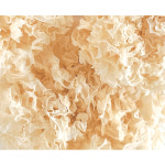 [자연의숨] [국내산] [무농약] 건조 은이 버섯. 흰목이 버섯. 건조 백목이 버섯 50g, 1+1 : 다채바이오